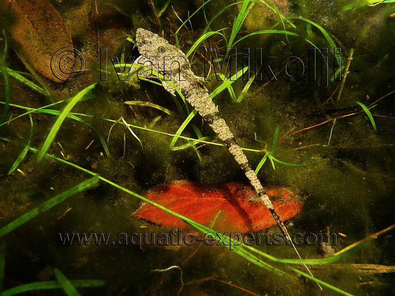 Rineloricaria sp. AT